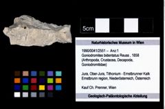 Foto (Objekt + Etikett) von Goniodromites bidentatus (Reuss, 1858)  (NHMW-GEO-1990-0041-2551)